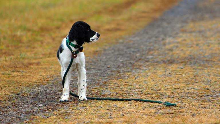 Netzwerke von Hundebesitzern