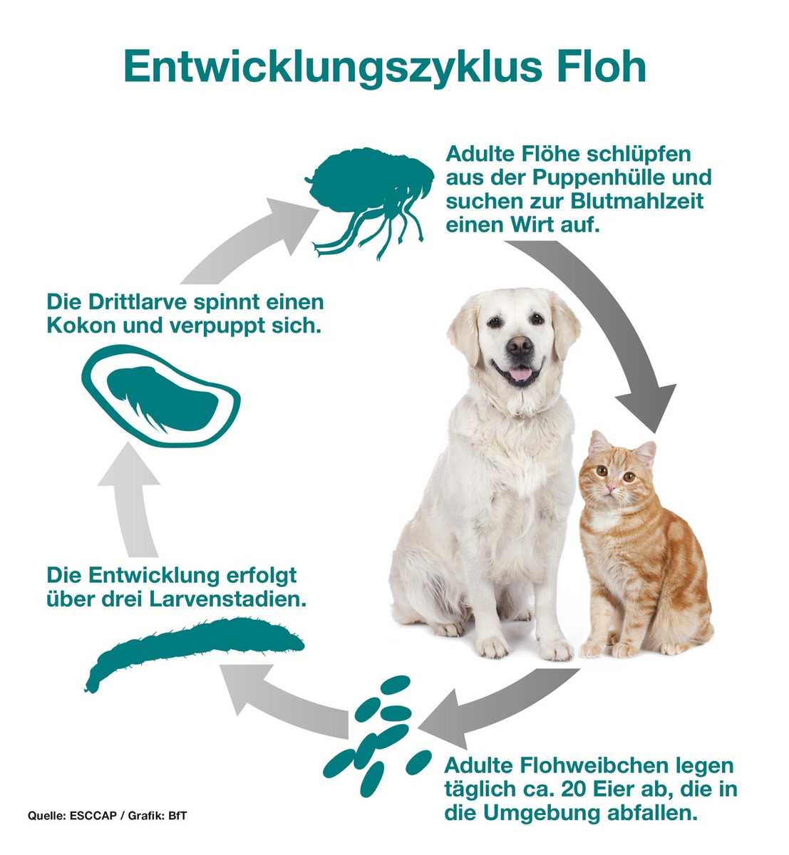 Woher bekommen Katzen Flöhe – Ursachen und Behandlung