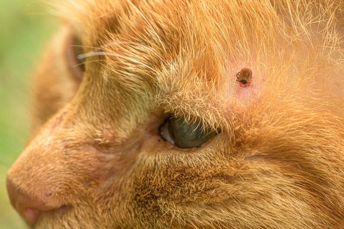 Behandlung der Ohrmilben bei Katzen