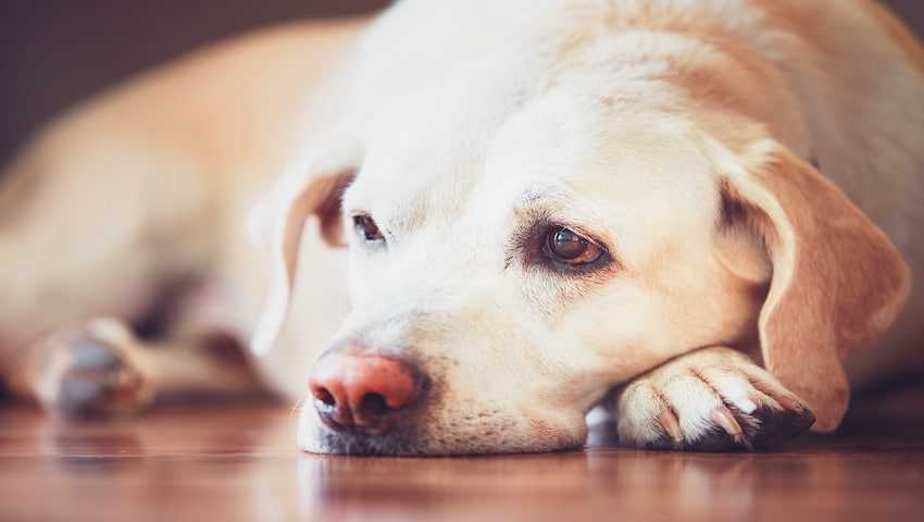 Darmentzündung beim Hund: Ursachen und Diagnose