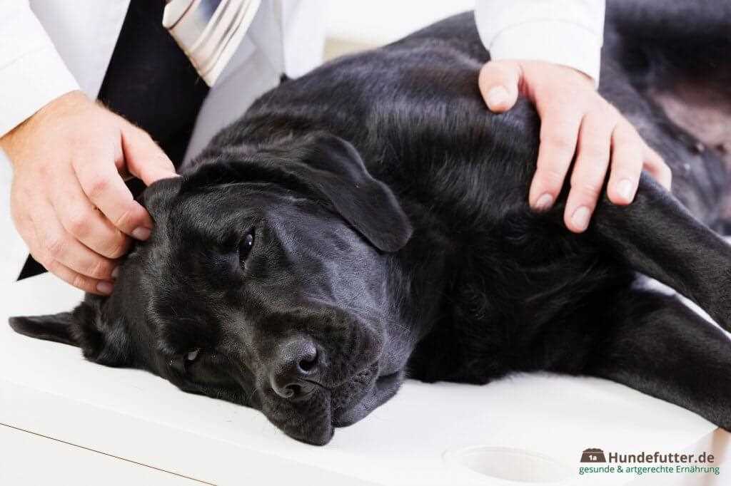 Diagnose und Behandlung von Darmentzündungen beim Hund