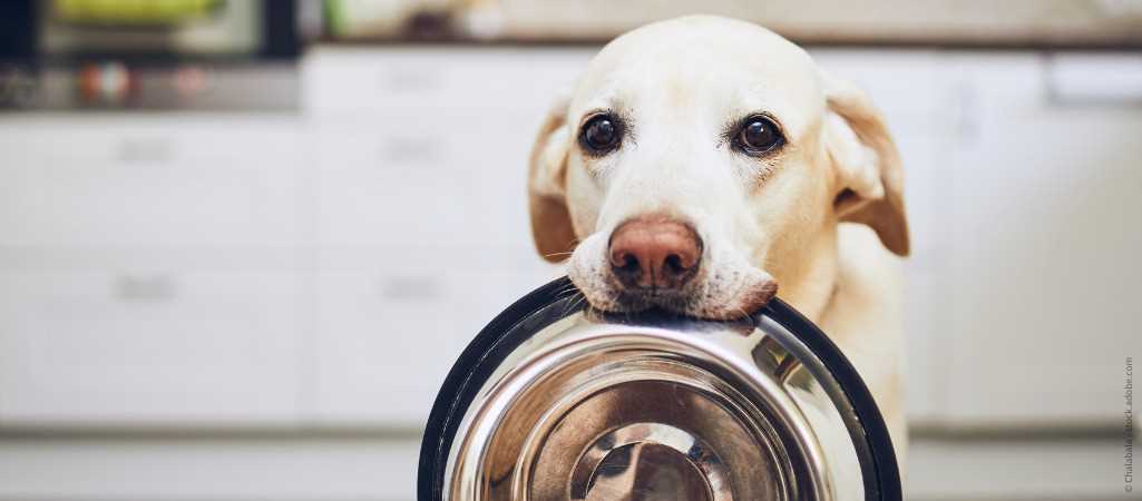 Wie erkenne ich, dass mein Hund Würmer hat?