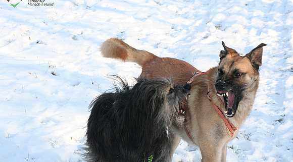 5 Anzeichen dafür, dass dein Hund dich kontrolliert