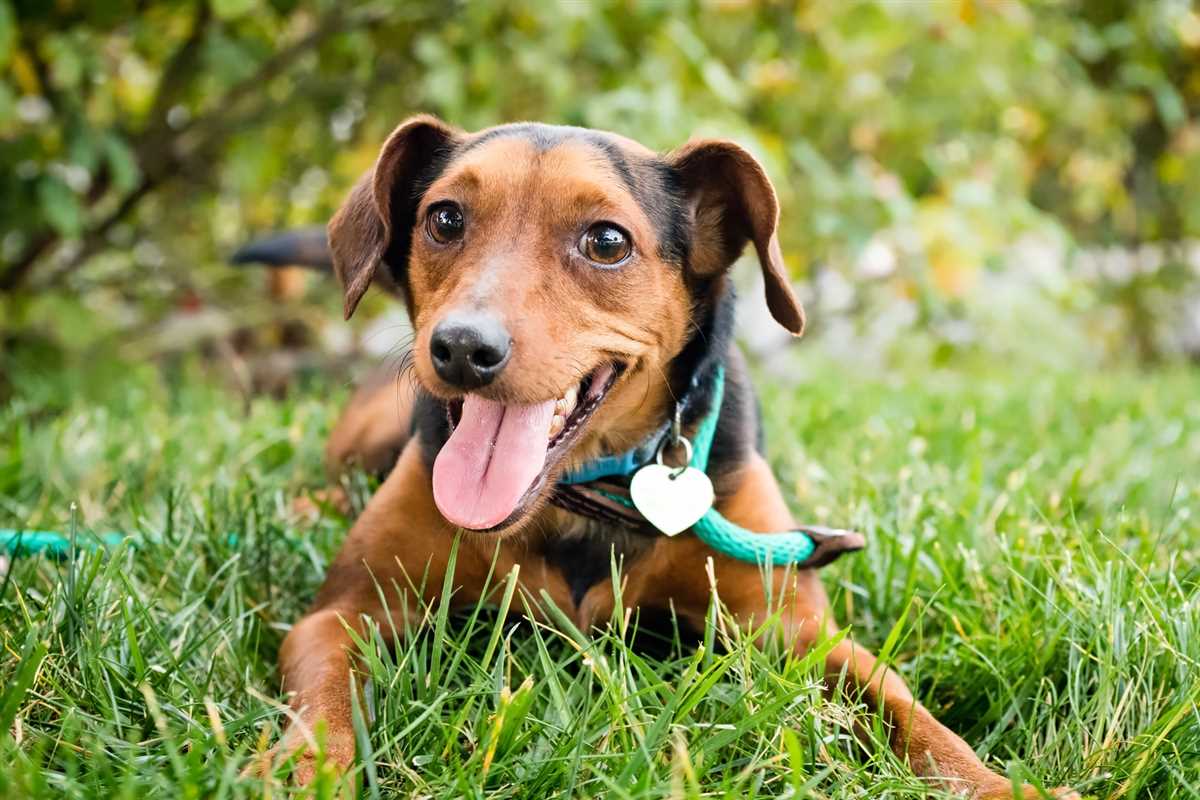 Hunden ermöglicht es, soziale Bindungen aufzubauen und zu pflegen