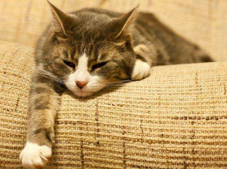 Die Warnzeichen von Fieber bei Katzen erkennen