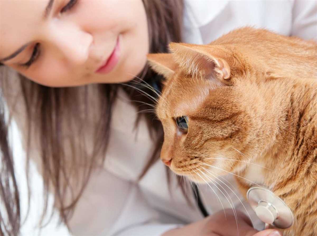 Warum haben Katzen Fieber?