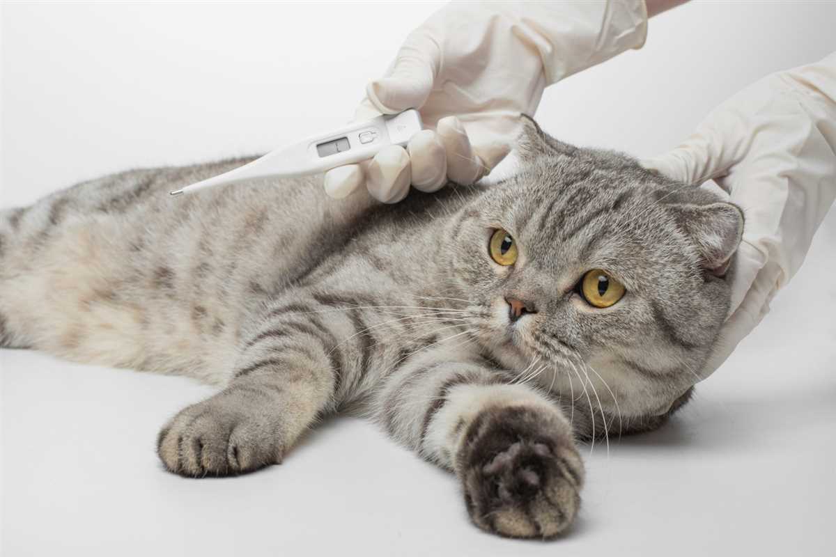 Die Rolle des Tierarztes bei der Diagnose und Behandlung von Fieber bei Katzen
