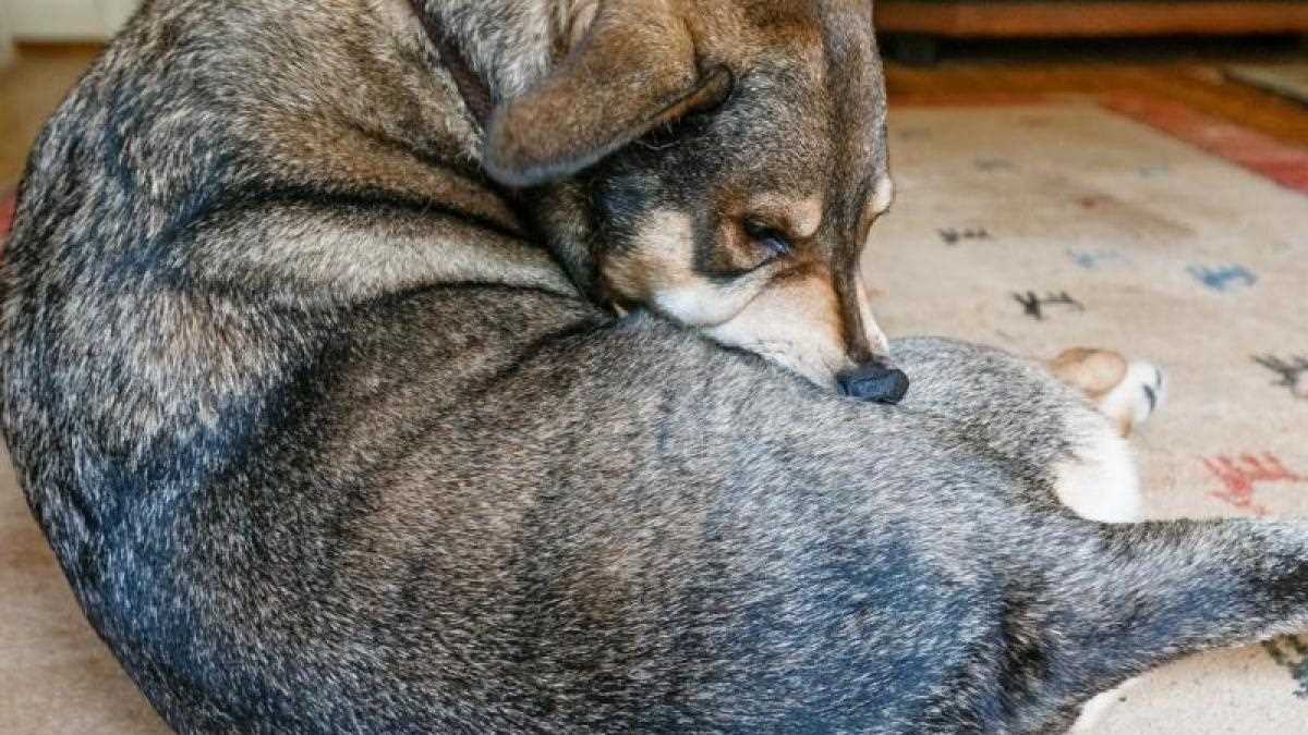 4. Kontakt zu befallenen Tieren vermeiden