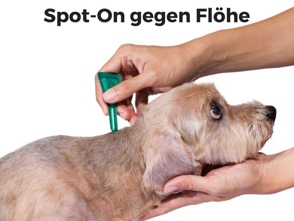 Wie kann ich Flohbefall beim Hund verhindern?