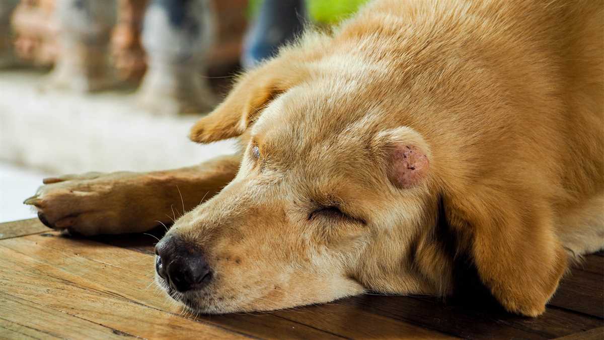 Wie erkennt man, ob ein Hund noch wächst?