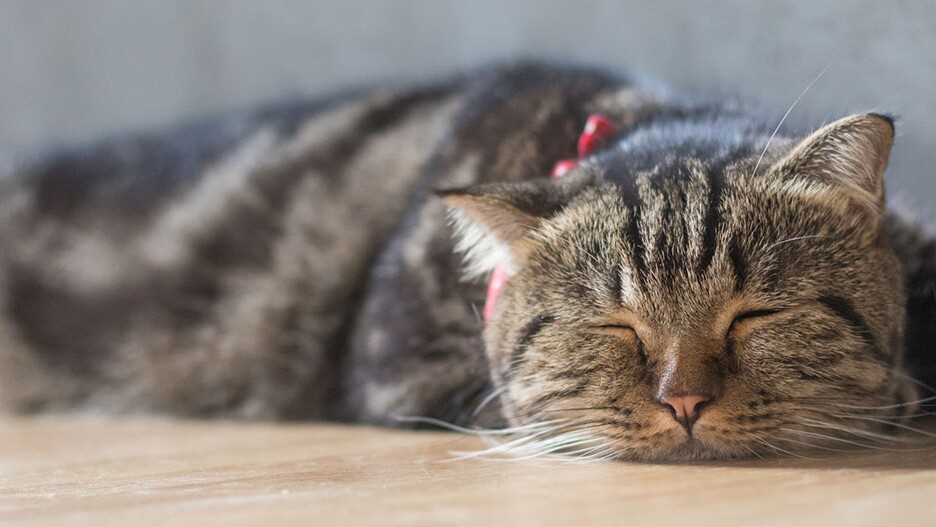 Wie erkennt man, dass eine Katze stirbt – Anzeichen und Symptome