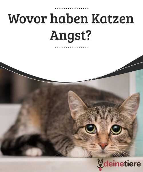 Wovor haben Katzen Angst? | Tipps zur Überwindung von Katzenängsten