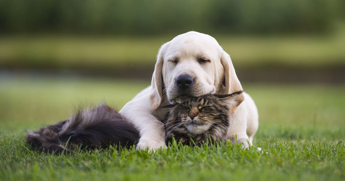 Wie zeichnet man eine Katze: Schritt-für-Schritt Anleitung für Anfänger